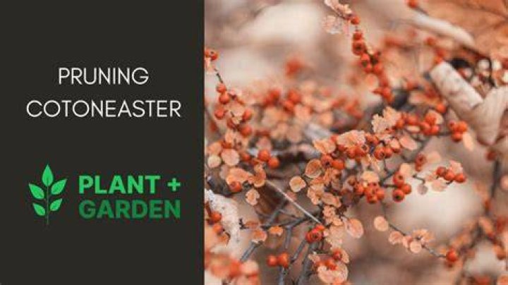 Can you cut back cotoneaster