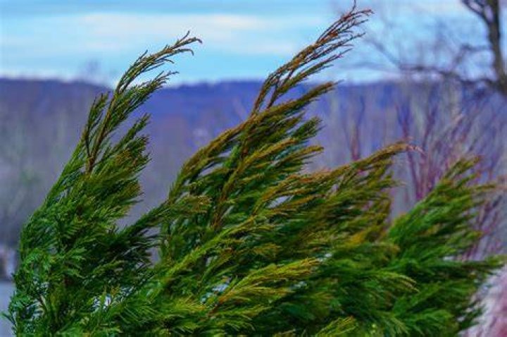 Can you cut back Cryptomeria