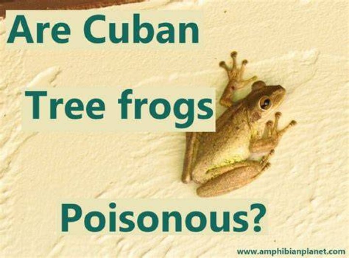 Can you eat Cuban tree frogs