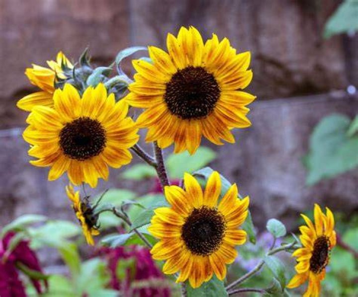 Can you get dwarf sunflowers