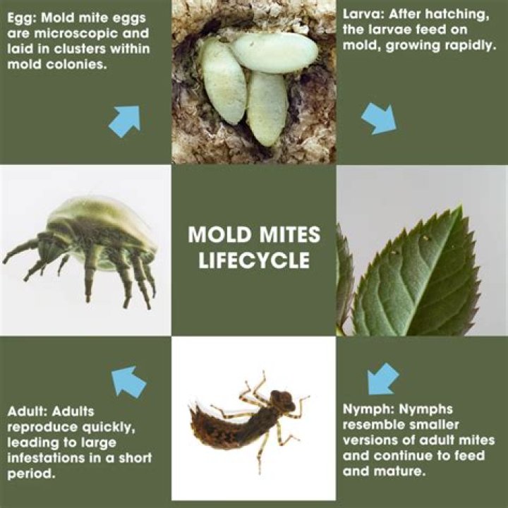 Can you get mites from mold