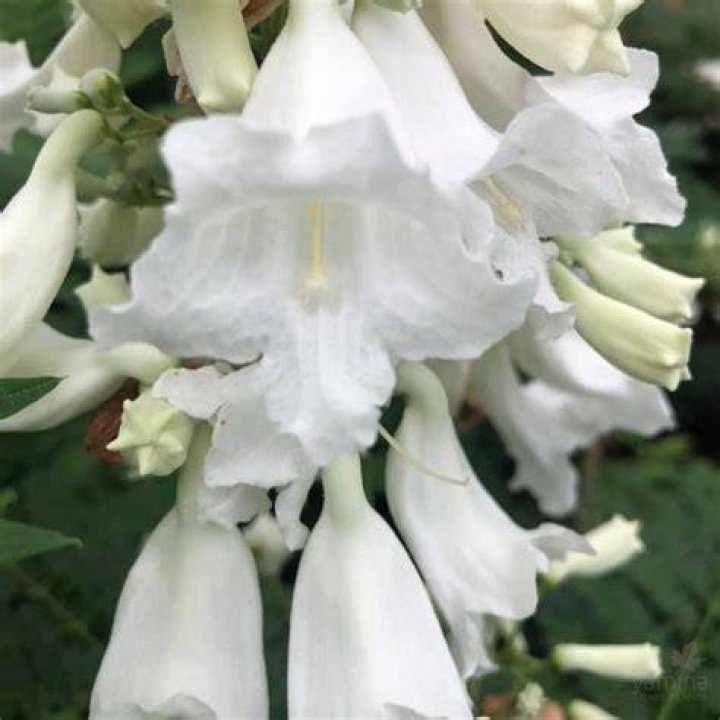 Can you get white jacaranda