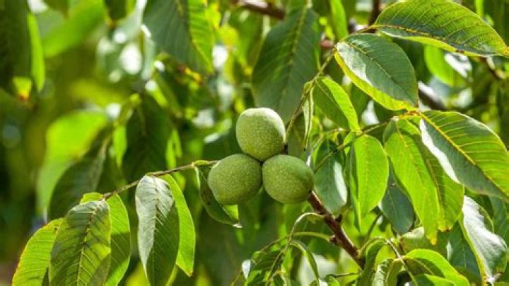 Can you grow a soap nut tree