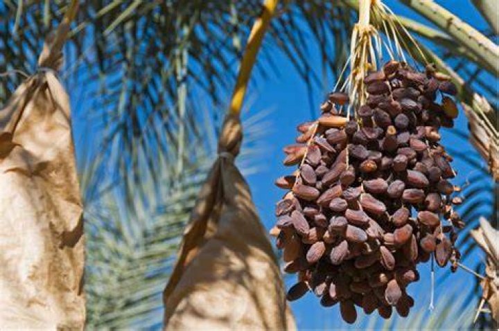 Can you grow dates from seed