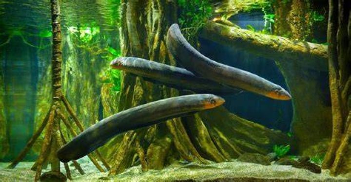 Can you keep an eel as a pet