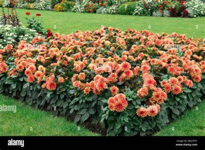 Can you keep bedding dahlias