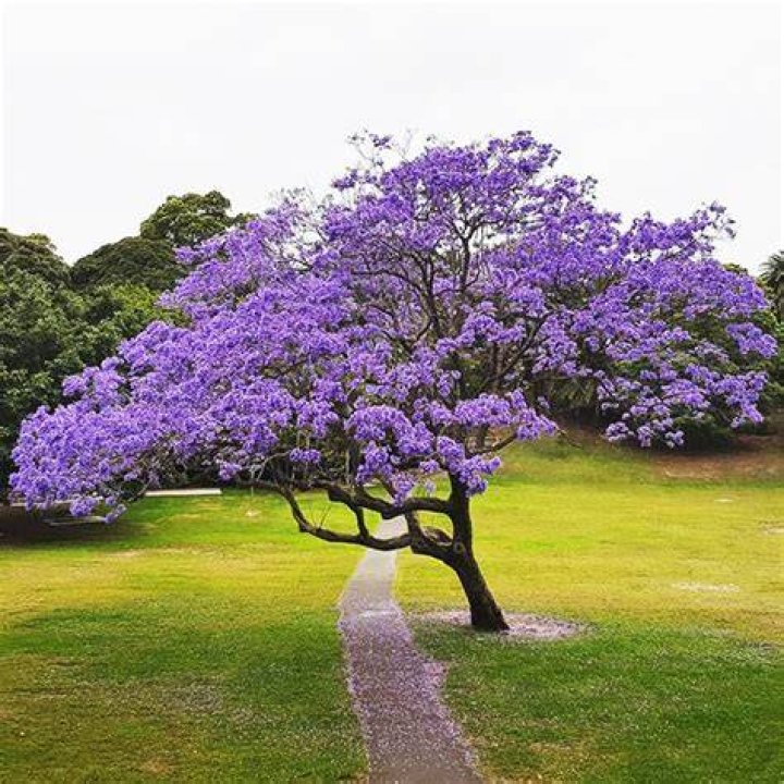 Can you keep Jacaranda small