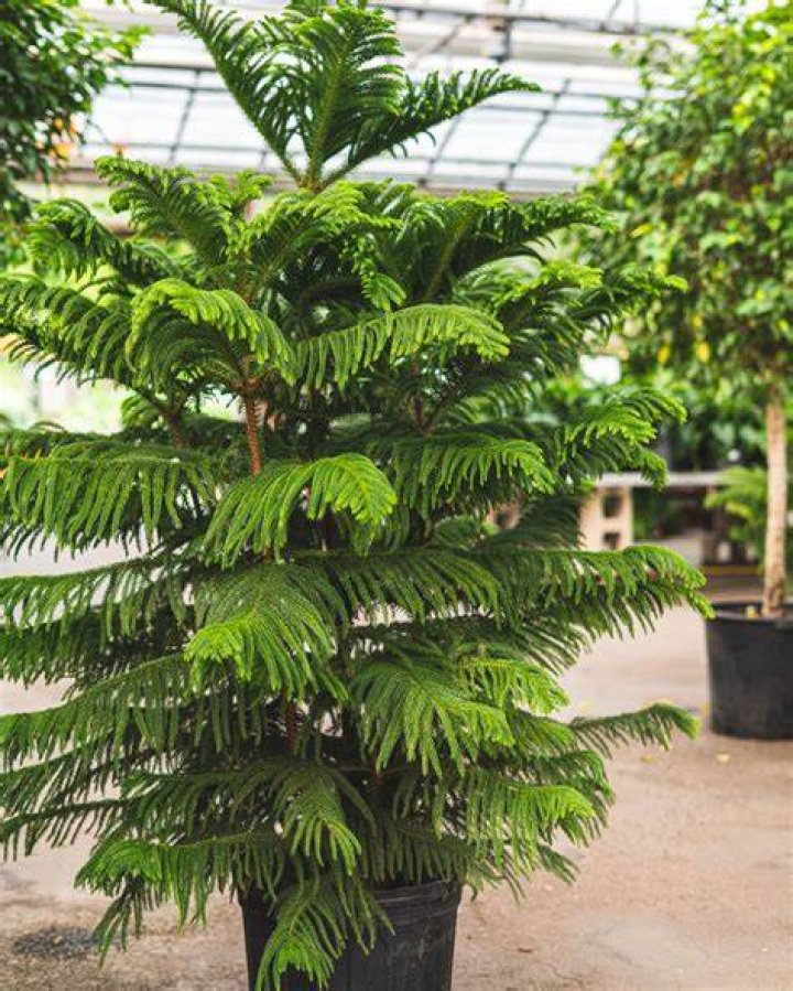 Can you keep pine tree indoors
