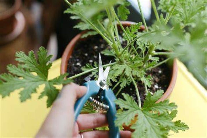 Can you propagate citronella