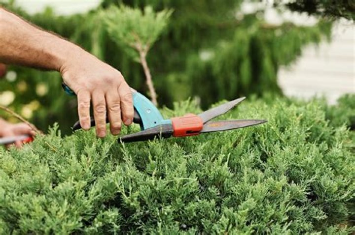 Can you prune juniper bushes