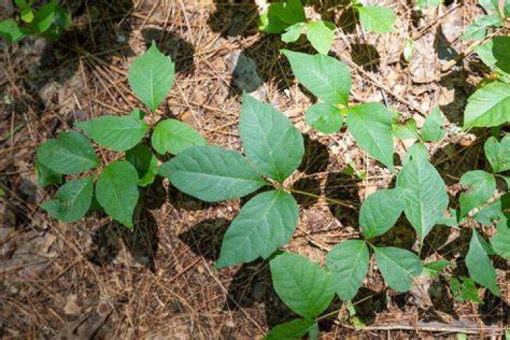 Can you pull out ground ivy