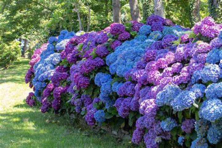 Can you relocate a hydrangea