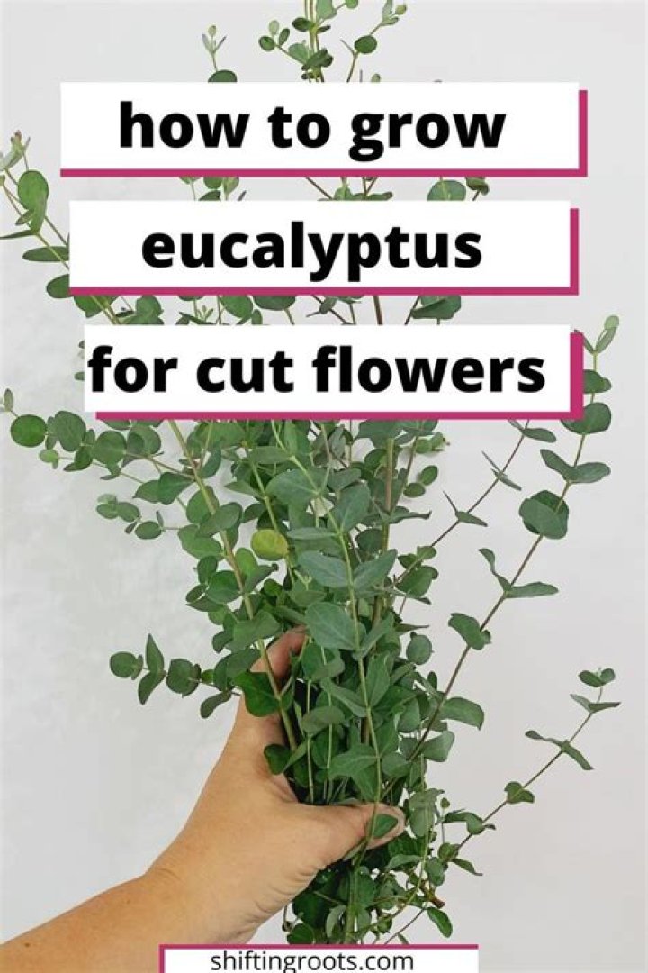 Can you root eucalyptus cuttings