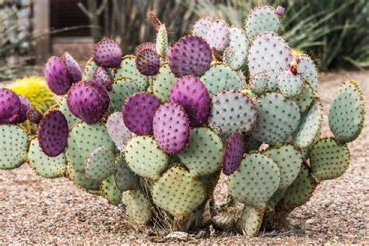 Can you split a cactus plant