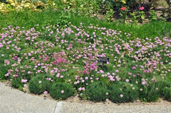 Can you split Armeria plants