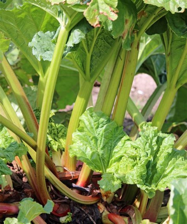 Can you split rhubarb crowns