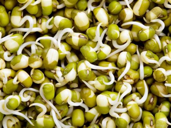 Can you sprout normal seeds