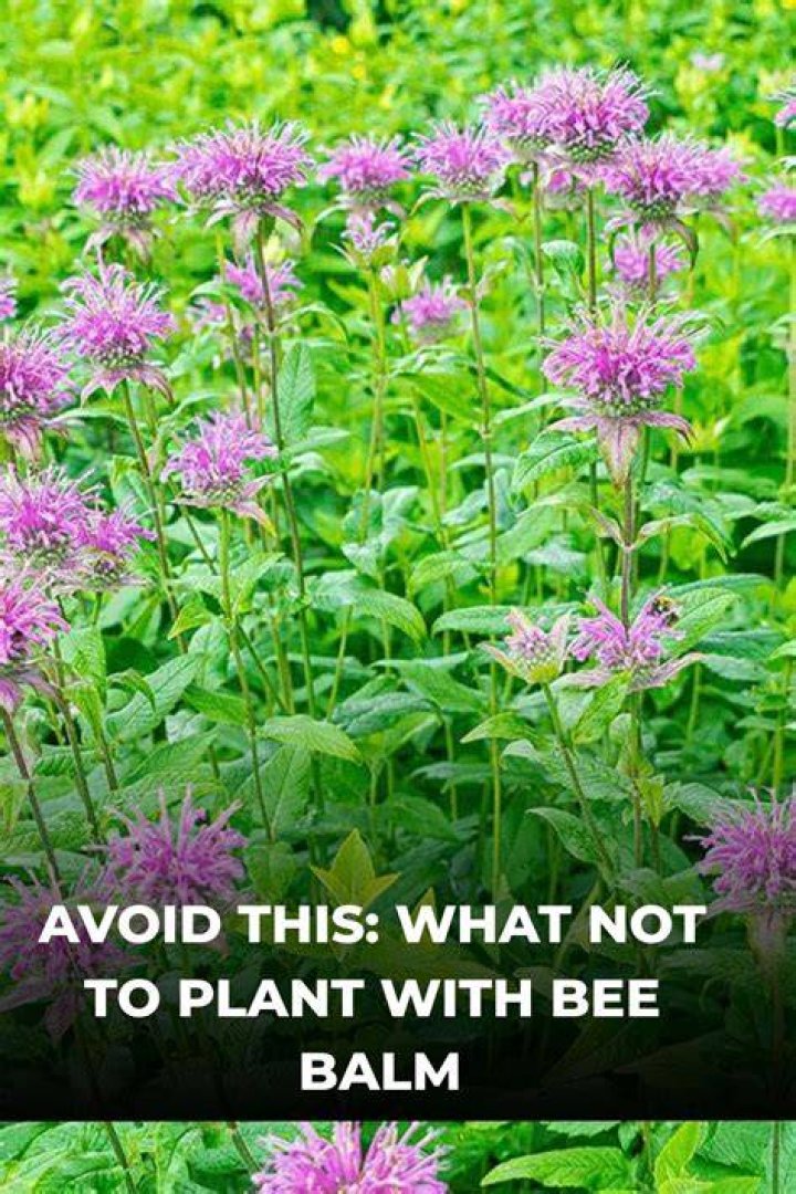 Can you use bee balm for tea