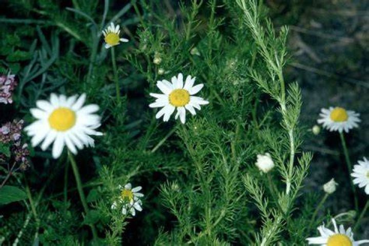 Can you use chamomile leaves