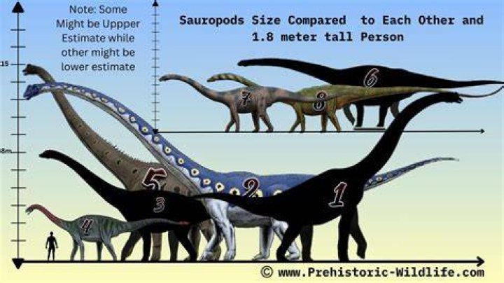 Did diplodocus live in herds