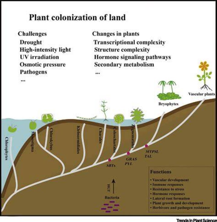 Did plants colonize the land