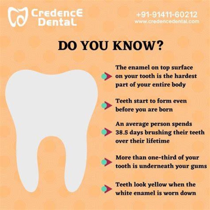 Did u know facts about teeth