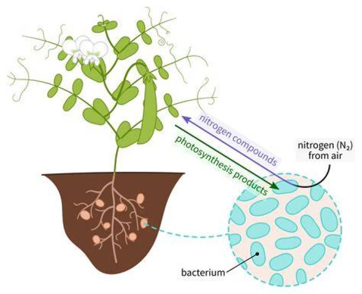 Do all Fabaceae fix nitrogen