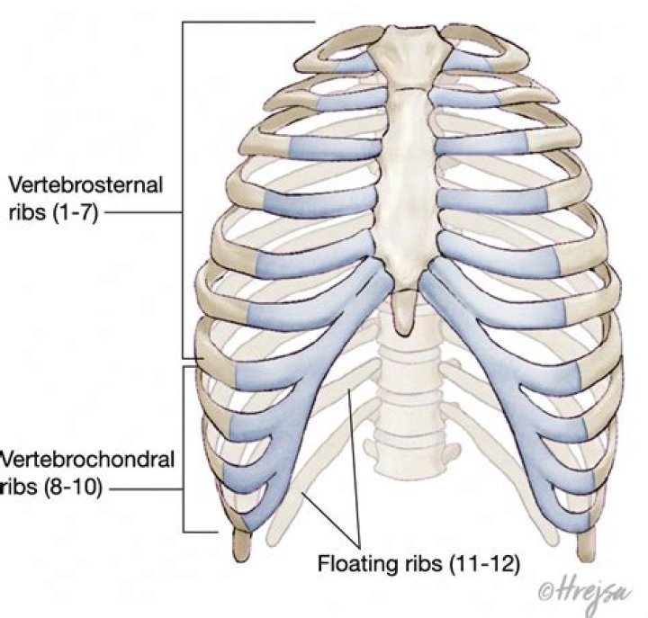 Do all ribs have Silverskin