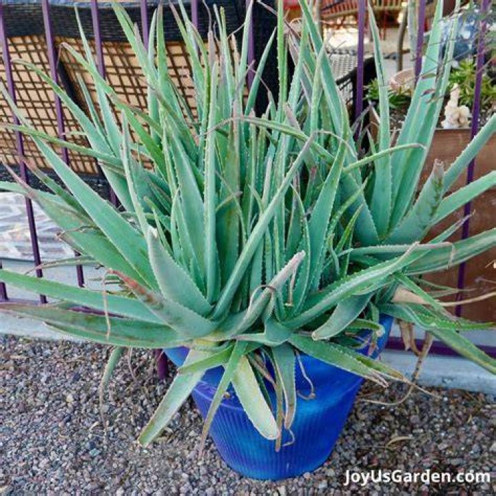 Do aloe plants need big pots