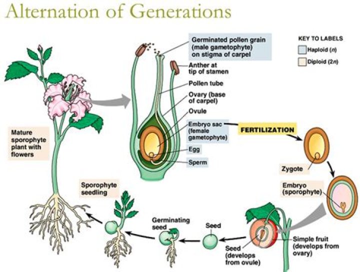 Do angiosperms create fruit