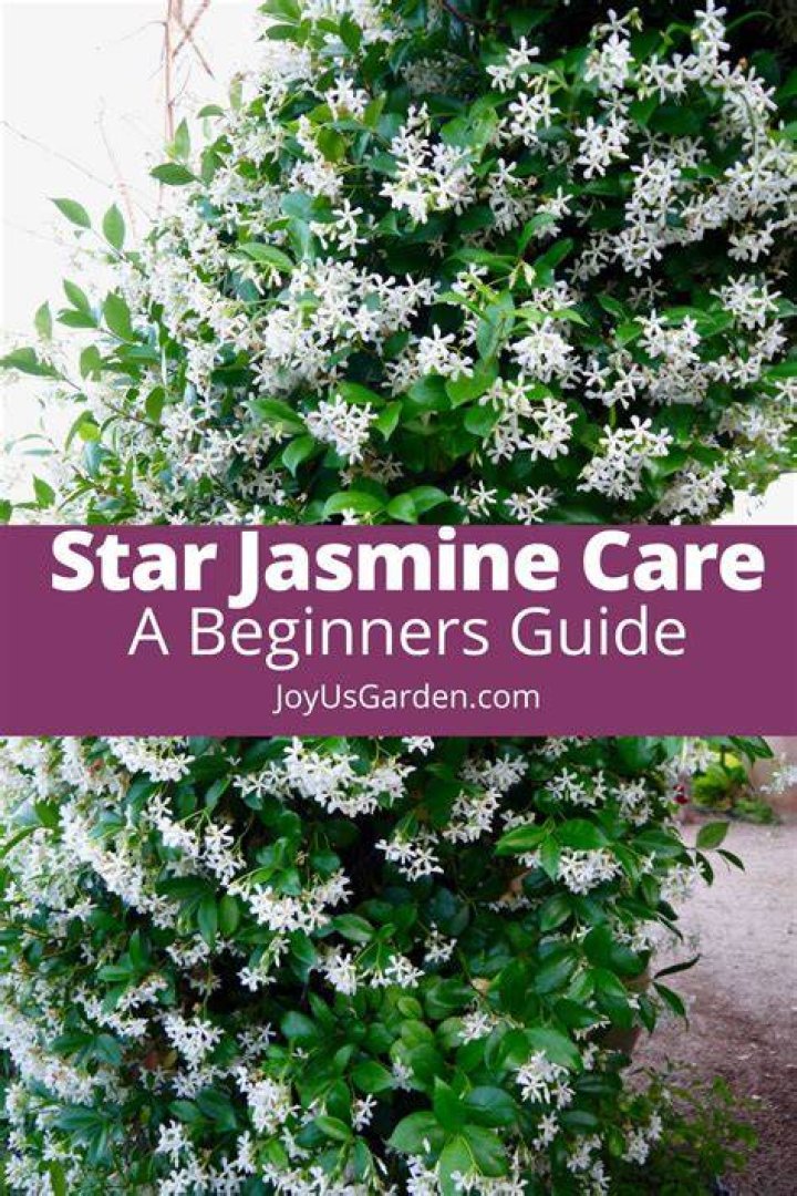 Do animals eat star jasmine