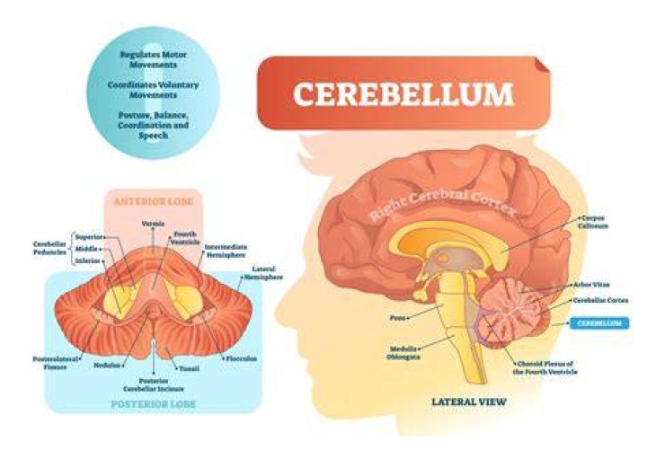 Do animals have a cerebellum