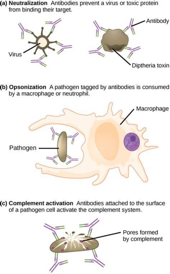 Do antibodies coat bacteria