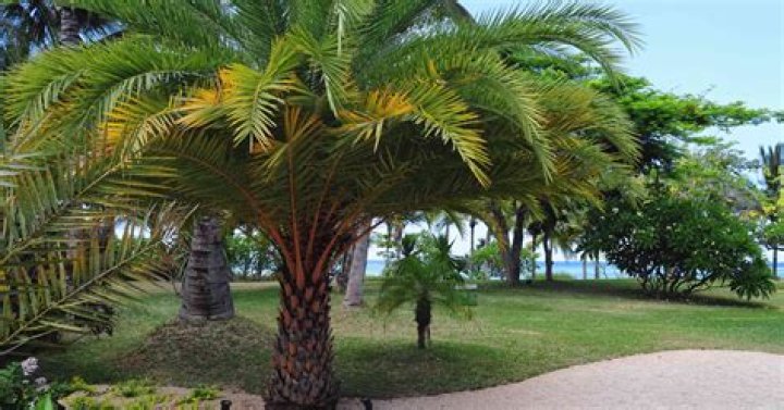 Do any palm trees stay small