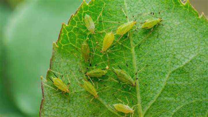 Do aphids make plants sticky