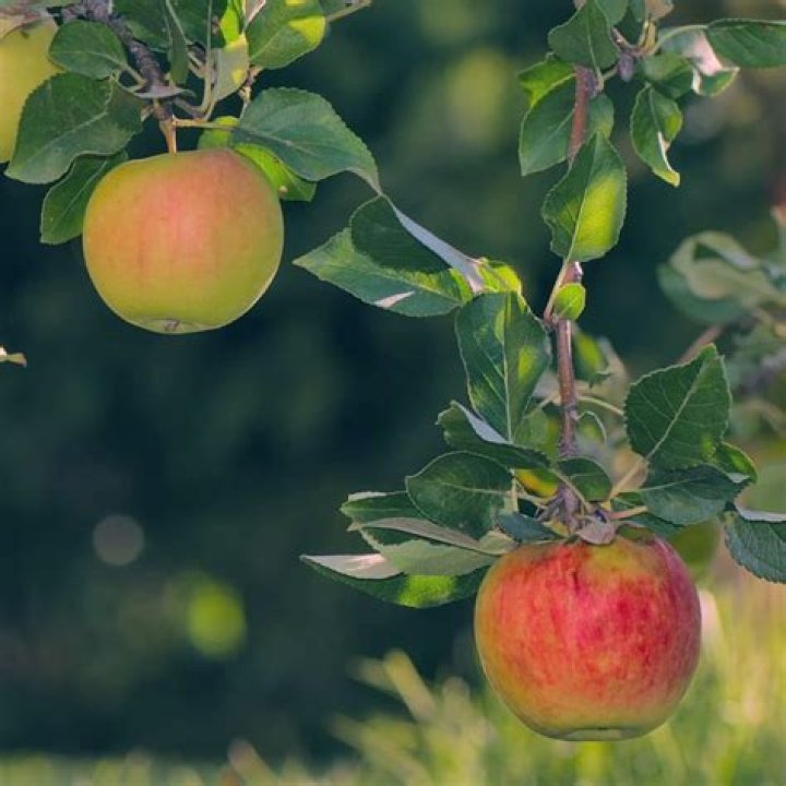 Do apple trees attract rats