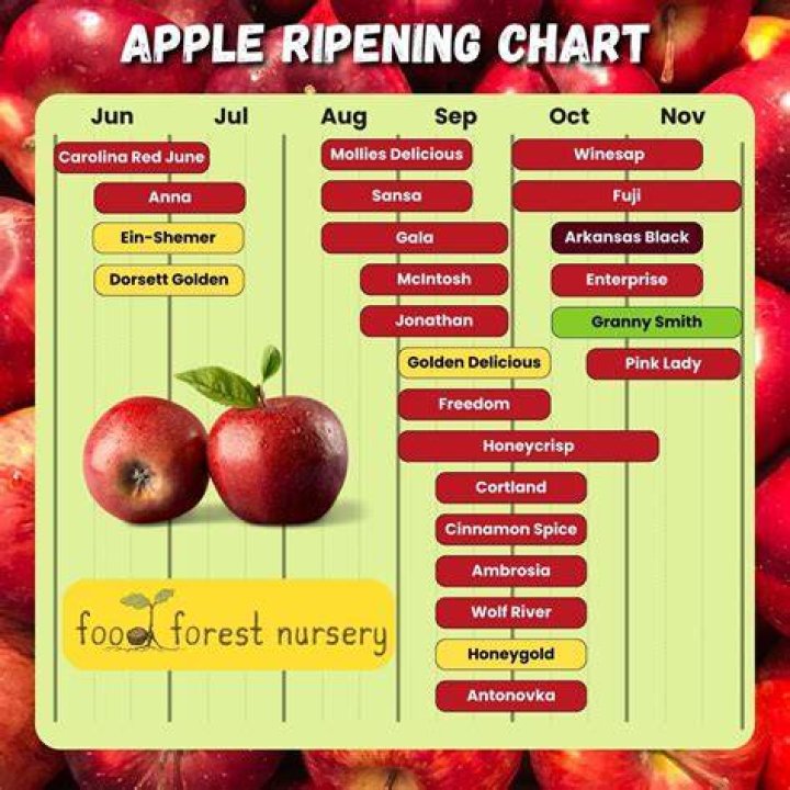 Do apples ripen after picked