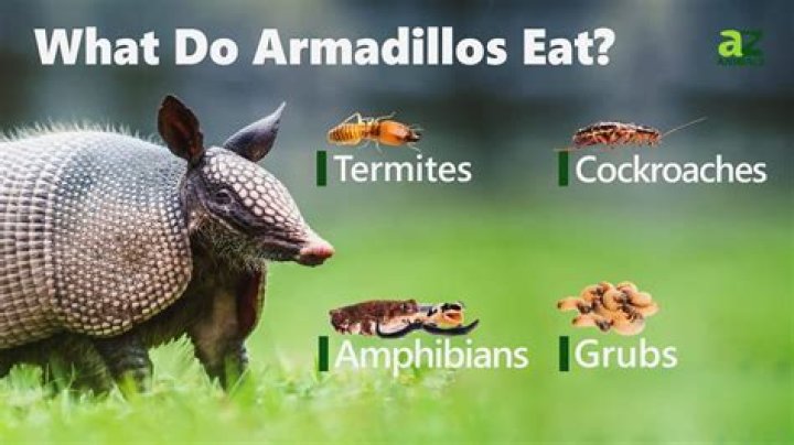 Do armadillos eat grub worms