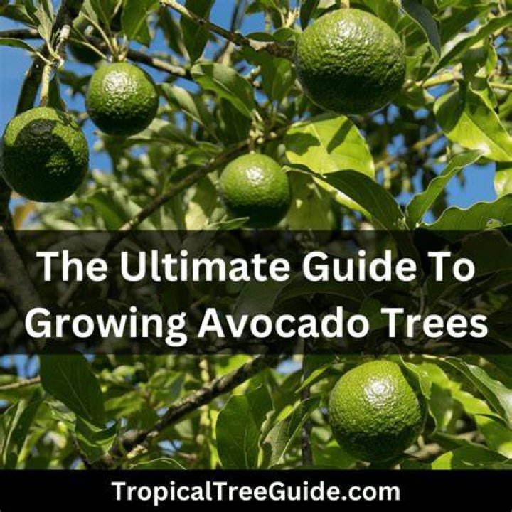 Do avocado trees need a mate