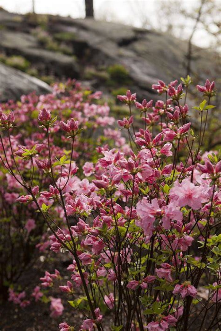Do azaleas like sun or shade