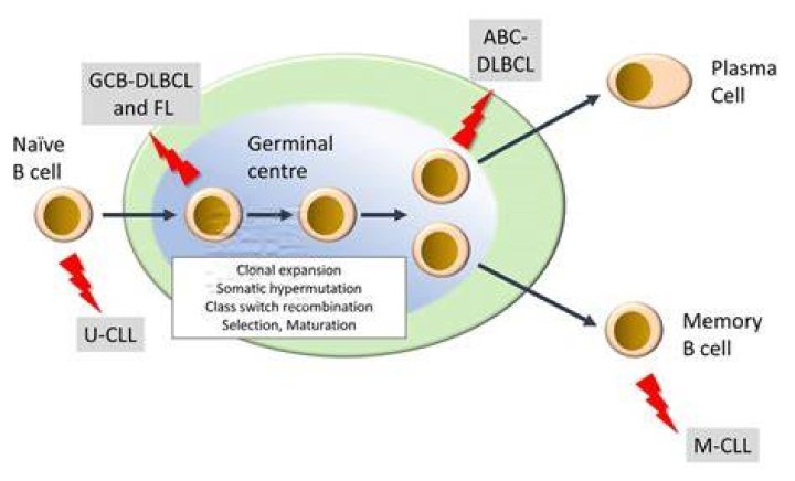 Do B cells undergo selection