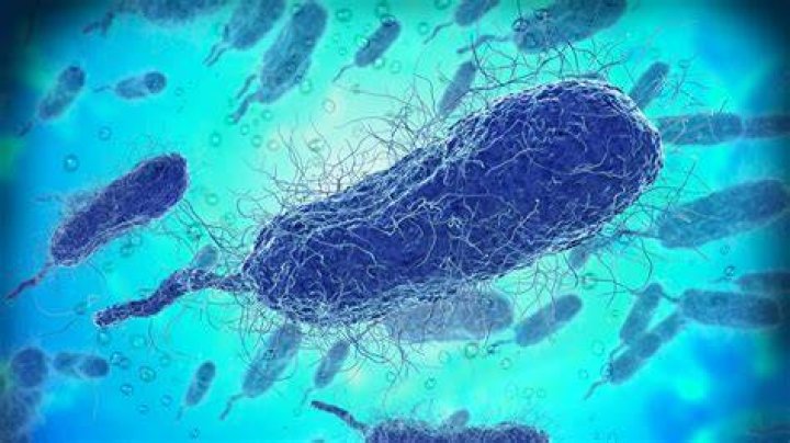 Do bacteria consume glucose