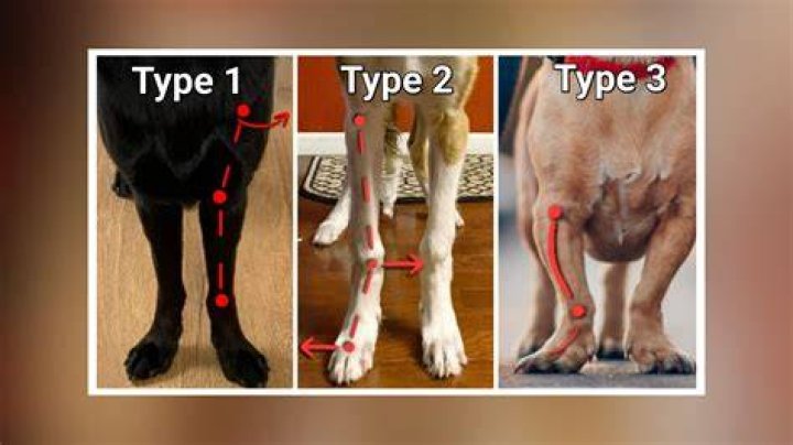 Do beagles have leg problems
