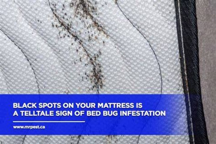 Do bed bugs have black spots