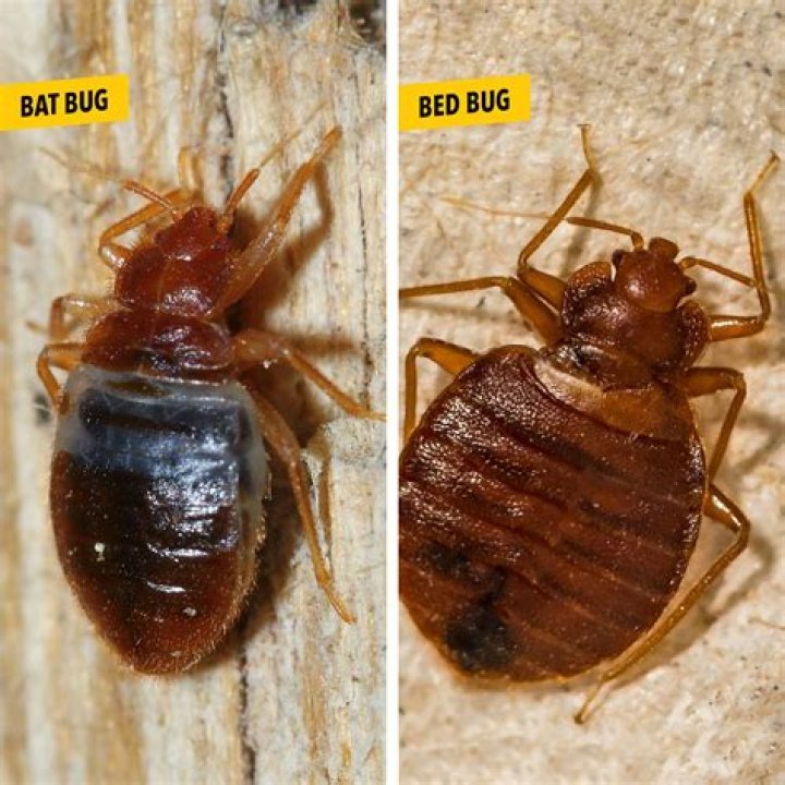 Do Bed Bugs lose their shell