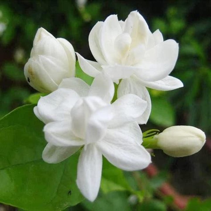 Do bees like Arabian Jasmine