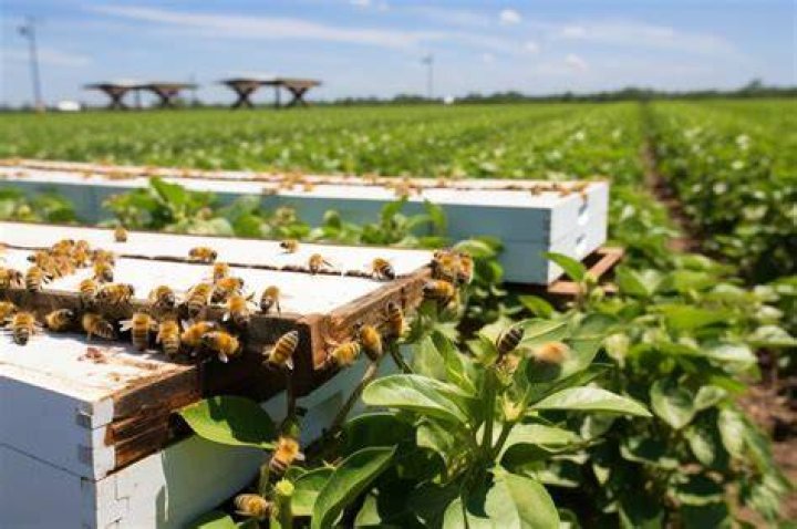 Do bees pollinate farm crops
