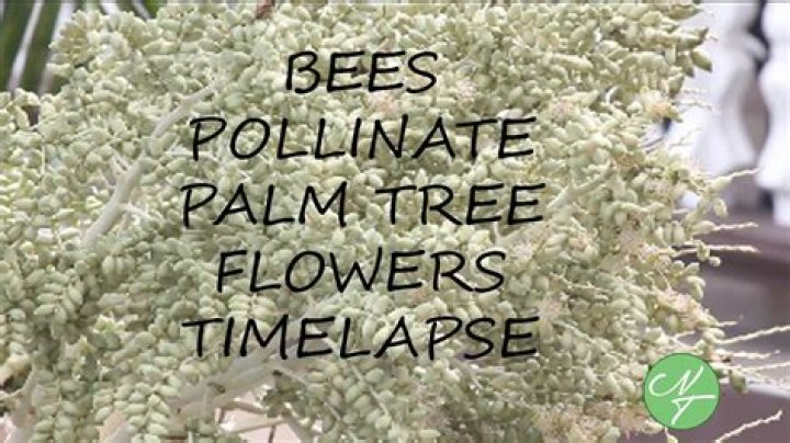 Do bees pollinate palm trees