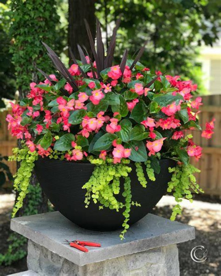 Do begonias do well in pots