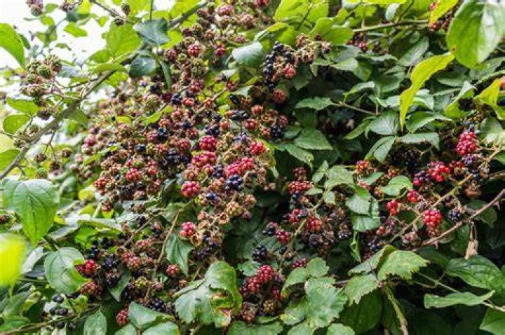 Do blackberry bushes spread